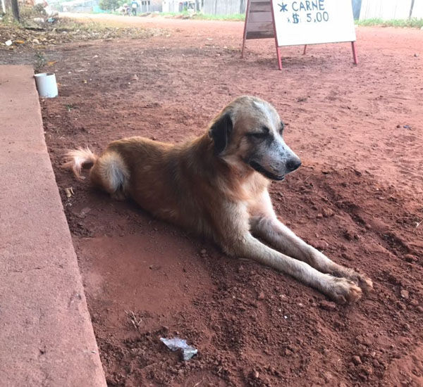 No Pará, cachorro descobre túnel e evita fuga de presidiários 1 no para cachorro encontra tunel e evita fuga de presidiarios pdd1