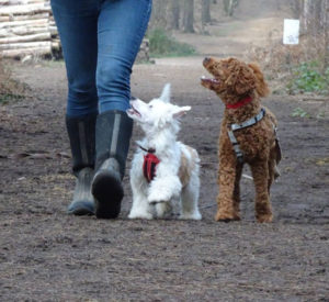 Os cachorros seguem seus tutores o tempo todo. (Foto: Reprodução / YouTube Adolescent Dogs TV)