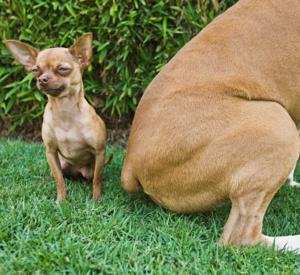 Por que os cães soltam tantos gases? 1 por que os caes soltam tantos gases pdd1
