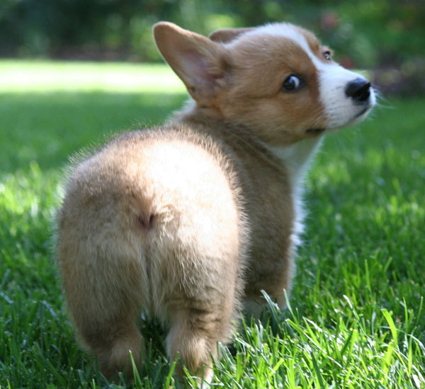 Por que os cães soltam tantos gases? 3 por que os caes soltam tantos gases pdd3