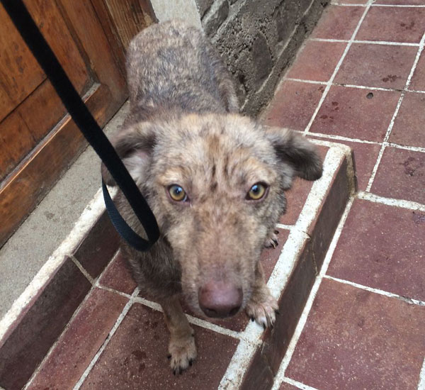 Cachorro encontrado em uma situação terrível se recupera e se transforma em um novo animal 2 cachorro encontrado em uma situacao terrivel se recupera e se transforma em um novo animal pdd3