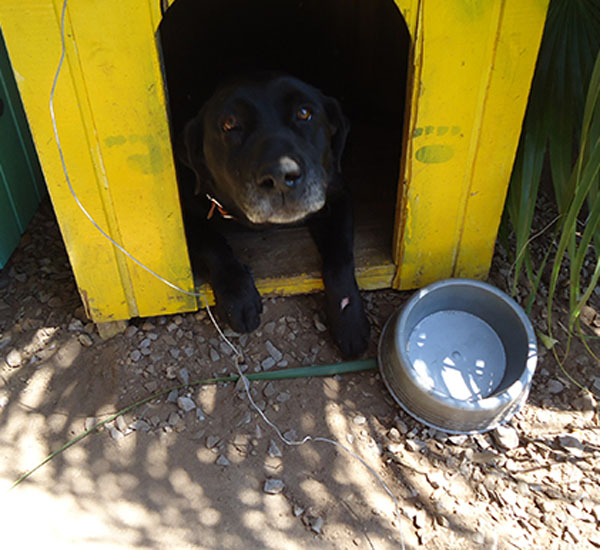 Cadela que sofria maus-tratos em casa é resgatada pela polícia 1 cadela que sofria maus tratos em casa e resgatada pela policia pdd1