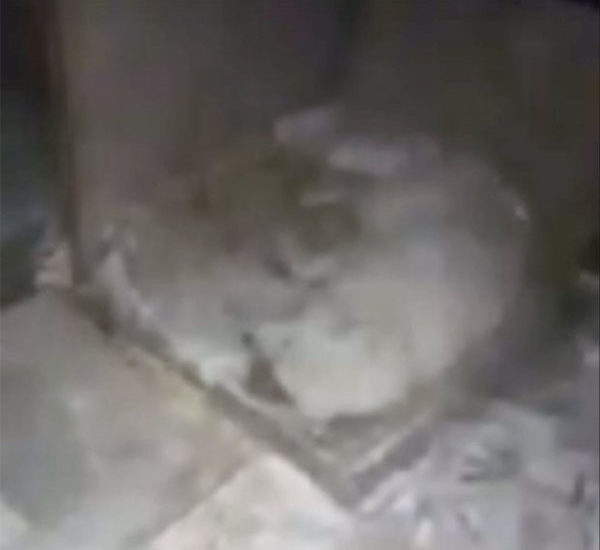 cadelinha morre depois que tutor a deixou molhada em um frio de 32c pdd1 e1512664667718