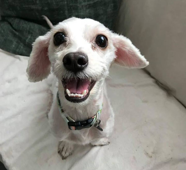 cadelinha nao para de sorrir depois de conseguir se livrar do excesso de pelos pdd2