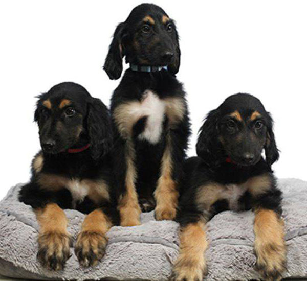 Primeiro cachorro clonado é reclonado por cientistas 1 primeiro cachorro clonado e reclonado por cientistas pdd1