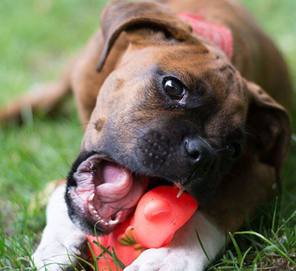 3 cuidados e higiene que devemos ter com alguns objetos dos animais pdd3