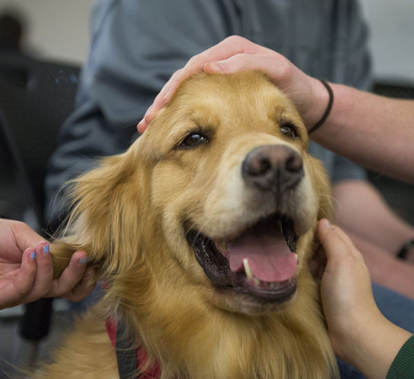 5 formas como os cães podem ajudar pessoas com depressão 3 5 formas como os caes podem ajudar pessoas com depressao pdd3