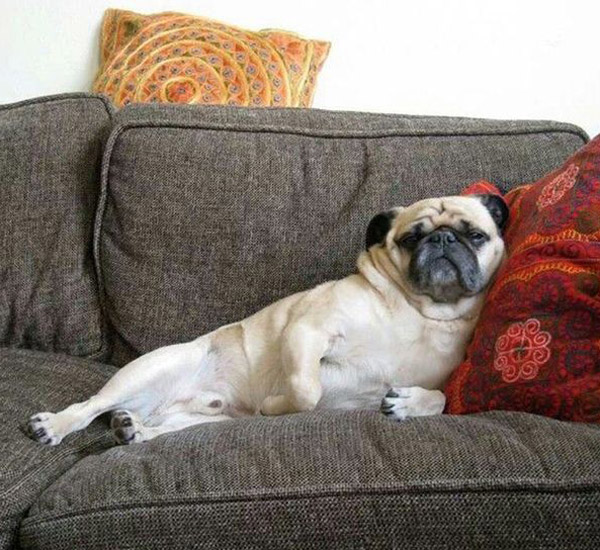 6 raças de cachorro que adorariam ter um tutor preguiçoso 4 6 racas de cachorro que adorariam ter um tutor preguicoso pdd5