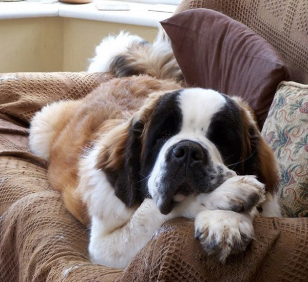 6 raças de cachorro que adorariam ter um tutor preguiçoso 5 6 racas de cachorro que adorariam ter um tutor preguicoso pdd6