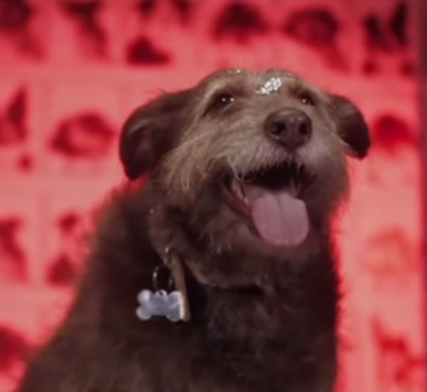 Banda Onze:20 incentiva a adoção de animais em clipe de música nova 1 banda onze20 incentiva a adocao de animais em clipe de musica nova pdd2