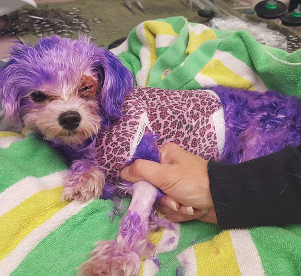 Cachorro tem seus pelos pintados de roxo e fica com queimadura química na pele 1 cachorro tem seus pelos pintados de roxo e fica com queimadura quimica na pele pdd1