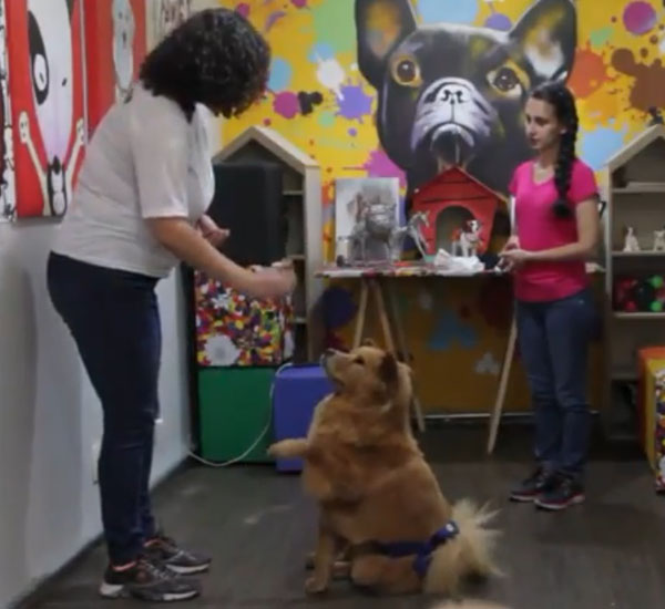 Cachorros já podem ser treinados com técnicas de judô 1 cachorros ja podem ser treinados com tecnicas de judo pdd1