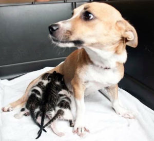Cadela salvou gatinhos recém-nascidos e ganhou um lar. (Foto: Reprodução / Reddit elp22203)