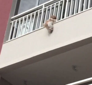 Cadelinha se desesperou com barulho de fogos e ficou pendurada na varanda. (Foto: Reprodução / Vídeo / G1)