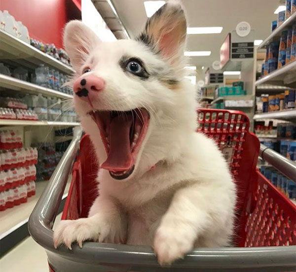 Cadelinha fica muito feliz sempre que é levada ao supermercado 2 cadelinha fica muito feliz sempre que e levada ao supermercado pdd1