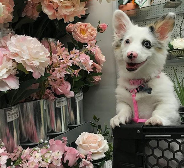 Cadelinha fica muito feliz sempre que é levada ao supermercado 4 cadelinha fica muito feliz sempre que e levada ao supermercado pdd6