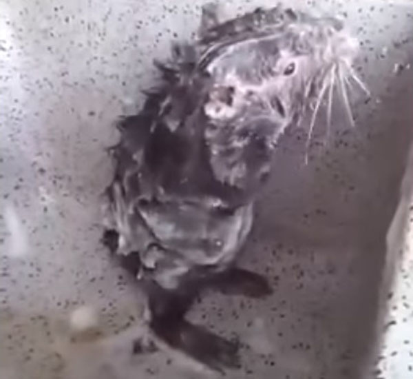 Entenda o que está acontecendo com o ratinho que aparece tomando banho em vídeo 1 entenda o que esta acontecendo com o ratinho que aparece tomando banho em video pdd1