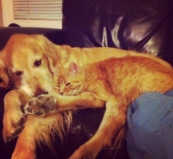 Pequeno gatinho ajuda cachorro a superar dor após perder seu melhor amigo 1 pequeno gatinho ajuda cachorro superar dor apos perder seu melhor amigo pdd1