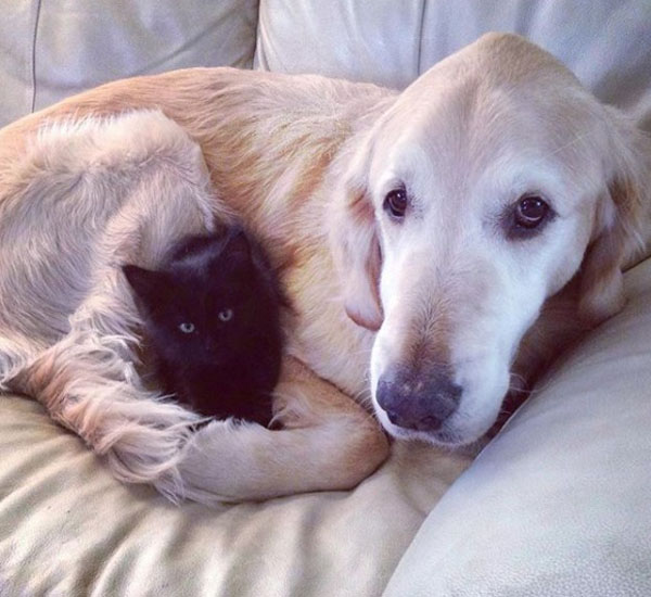 Pequeno gatinho ajuda cachorro a superar dor após perder seu melhor amigo 2 pequeno gatinho ajuda cachorro superar dor apos perder seu melhor amigo pdd2