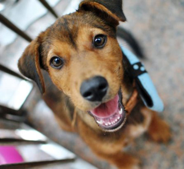 Pesquisa mostra que o vira-lata é o cachorro preferido dos brasileiros 3 pesquisa mostra que o vira lata e o cachorro preferido dos brasileiros pdd2