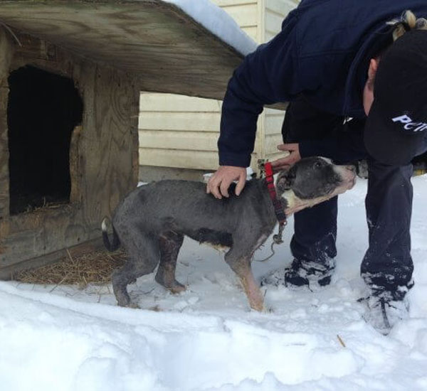 rigorosa onda de frio nos estados unidos esta afetando gravemente os animais pdd2