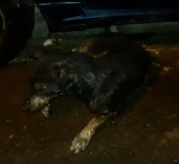 Após 2 dias internado, morre cachorro que teve o corpo incendiado em Curitiba 1 apos 2 dias internado morre cachorro que teve o corpo incendiado em curitiba pdd1