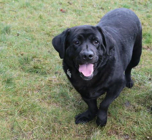 Cachorro abandonado por ser anão recebe todos os cuidados e é um animal muito alegre 1 cachorro abandonado por ser anao recebe todos os cuidados e e um animal muito alegre pdd2