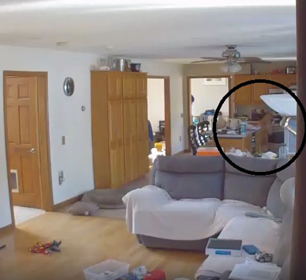 cachorro quase causa incendio em sua casa ao roubar uma panqueca do fogao pdd1