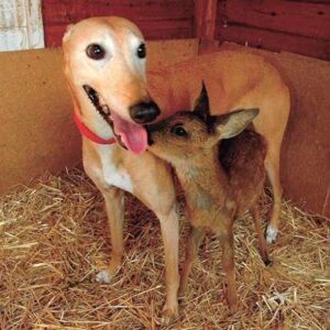 Cadela é resgatada e ajuda a cuidar de mais de 50 animais em santuário 1 cadela e resgatada e ajuda cuidar de mais de 50 animais em santuario pdd1