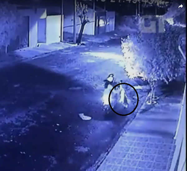 Câmeras de segurança flagram momento em que casal abandona filhote de cachorro na rua 1 cameras de seguranca flagram momento em que casal abandona filhote de cachorro na rua pdd1