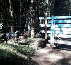 O cachorro não quer sair da frente deste portão que dá acesso a uma fazenda. (Foto: Reprodução / G1 / Edi Paulo Dalbosco)