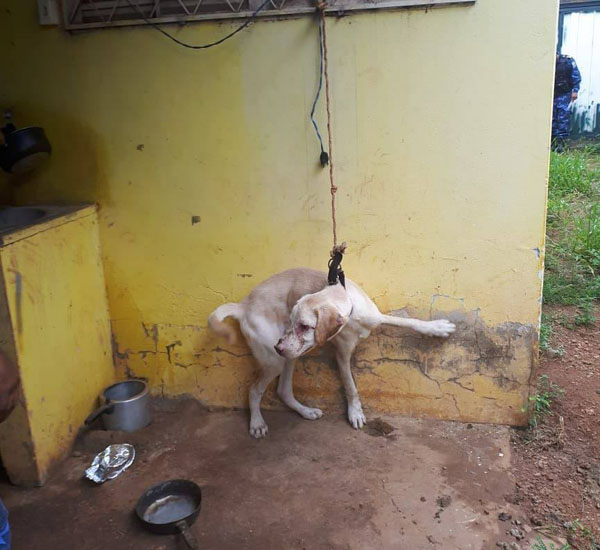 vizinhos encontram cachorro amarrado a uma janela e animal e resgatado apos denuncia pdd2