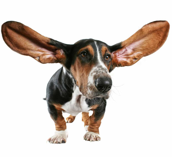3 coisas que todo tutor deve saber sobre os ouvidos e orelhas de seus cachorros pdd1
