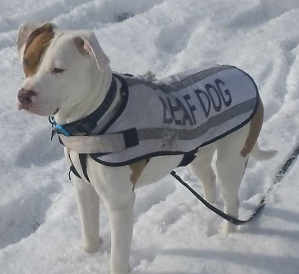 Após ser abandonado cinco vezes, cãozinho surdo aprende língua de sinais 2 apos ser abandonado cinco vezes caozinho surdo aprende lingua de sinais pdd1