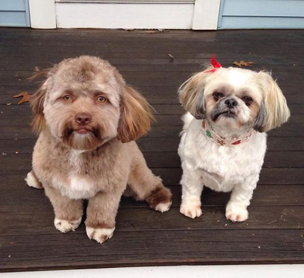 Foto de cachorro com feições humanas chama muita atenção na internet 2 foto de cachorro com feicoes humanas chama muita atencao na internet pdd2