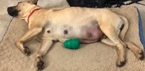 Homem salva cadelinha da eutanásia e em seguida ganha seis surpresinhas 2 homem salva cadelinha da eutanasia e dias depois ganha seis surpresinhas pdd1