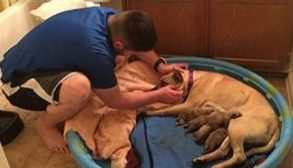 Homem salva cadelinha da eutanásia e em seguida ganha seis surpresinhas 3 homem salva cadelinha da eutanasia e dias depois ganha seis surpresinhas pdd2