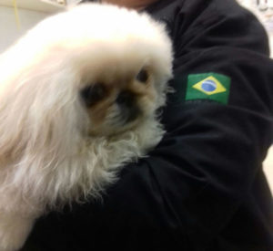 O homem trouxe ainda um cachorro da raça Pequinês para ser vendido. (Foto: Reprodução / G1 / Polícia Federal)