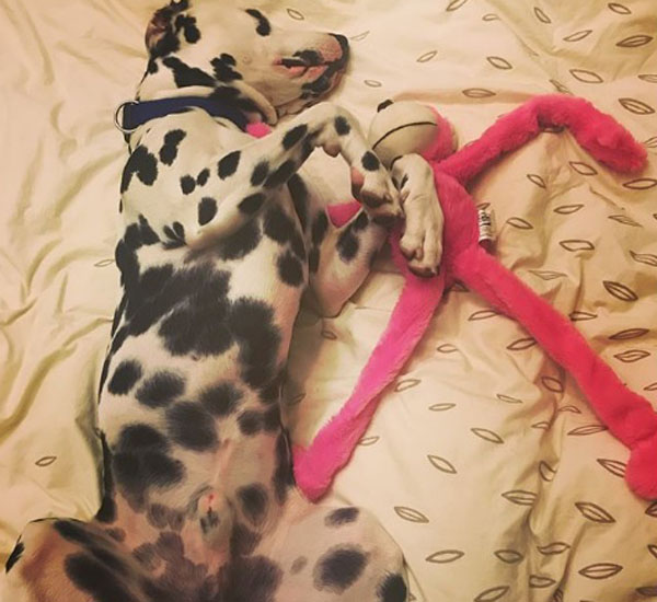 Cachorro adora dormir agarradinho com seu bichinho de pelúcia favorito 4 cachorro adora dormir agarradinho com seu bichinho de pelucia favorito pdd4