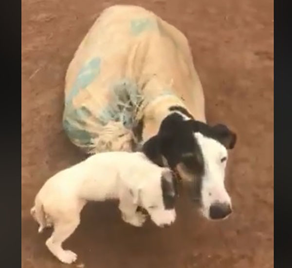 Cadela e filhotes abandonados amarrados dentro de saco são resgatados e recebem cuidados 1 cadela e filhotes abandonados amarrados dentro de saco sao resgatados e recebem cuidados pdd1
