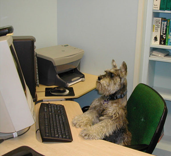 De tanto ver seus tutores no computador, cãezinhos também querem se conectar 2 de tanto ver seus tutores no computador caezinhos tambem querem se conectar pdd2