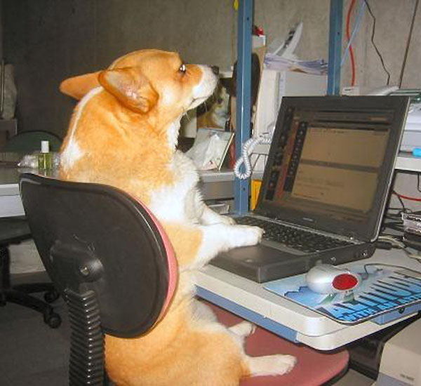 De tanto ver seus tutores no computador, cãezinhos também querem se conectar 1 de tanto ver seus tutores no computador caezinhos tambem querem se conectar pdd3