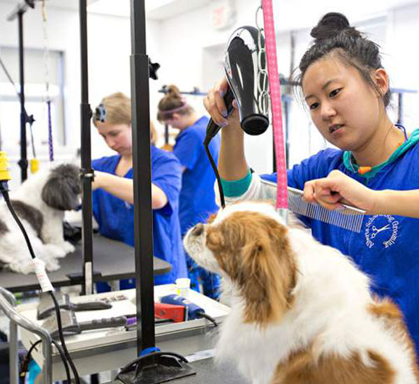 Prisão oferece curso de tosa em cães para detentas terem uma profissão quando estiverem livres 2 prisao oferece curso de tosa em animais para detentas terem uma profissao quando estiverem livres pdd3