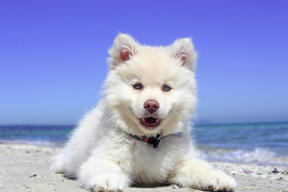 Filhote branco da raça Samoieda representa cães no verão