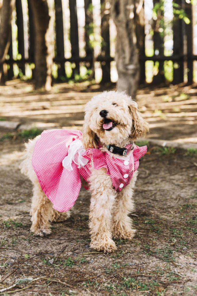 Dicas para cuidar do cachorro no carnaval 7 Cadela poodle com vestido rosa