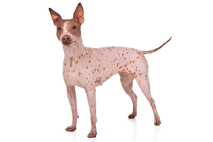 cães hipoalergênicos American-Hairless-Terrier