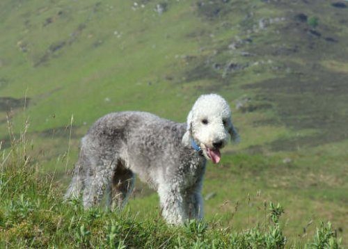 Bedlington Terrier