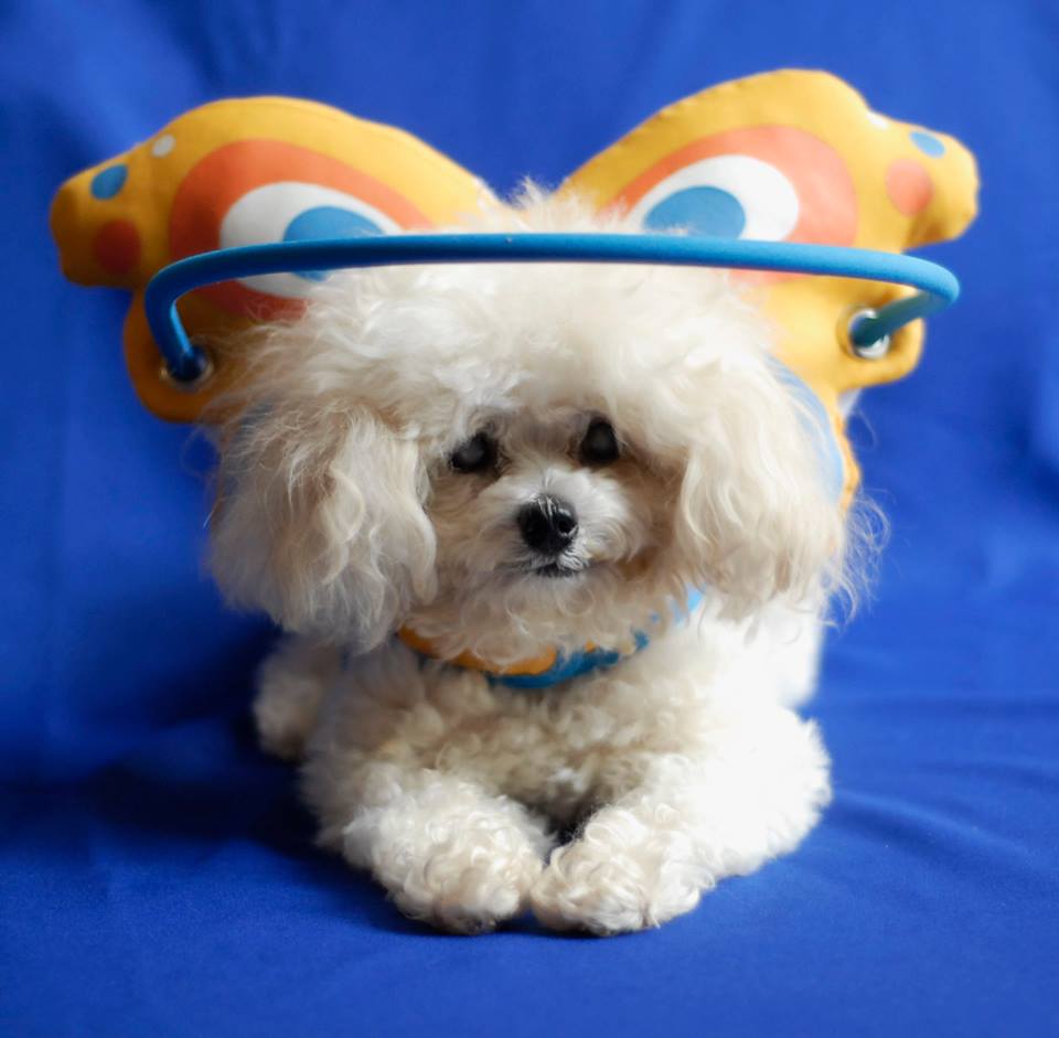 Dicas para conviver com um cão cego 5 alt="caocego"