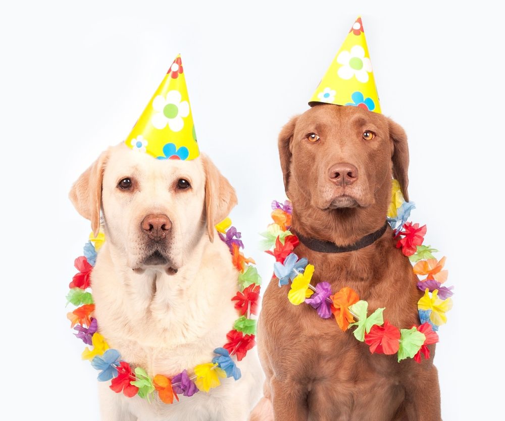 Dicas para cuidar do cachorro no carnaval 5 Dois labradores com colares havaianos e chapéus de cone