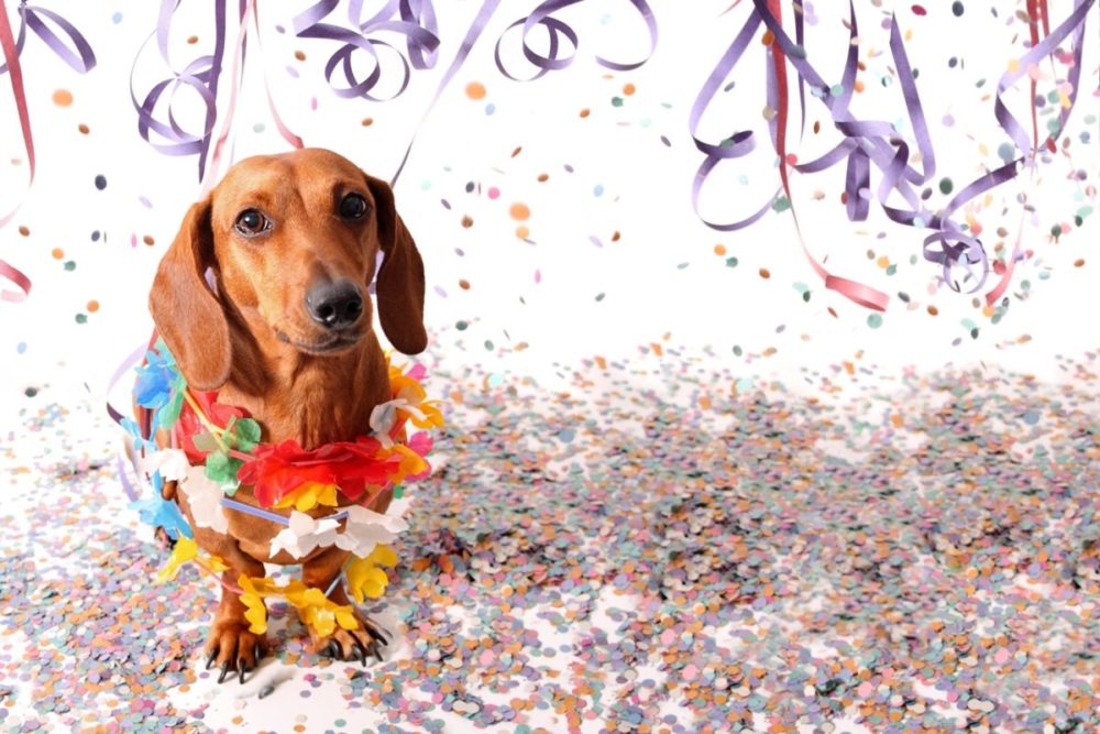 Dicas para cuidar do cachorro no carnaval 1 Daschund marrom envolto por colares de havaiano e cercado de confetes e serpentinas